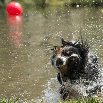 Peaks and Paws Festival