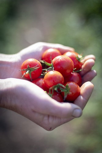 Foothill Roots Farm Tomatoes