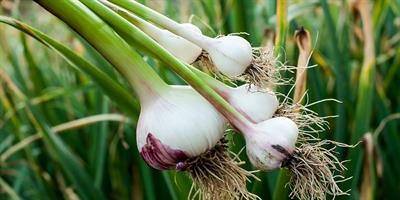 Grow Your Own Garlic - A High Elevation Gardening Workshop