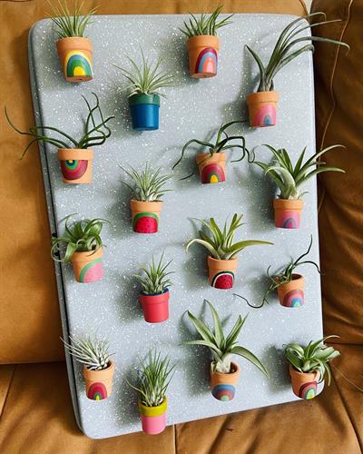 Air Plant Magnets