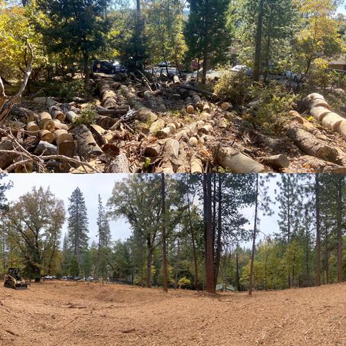 Before & After Forestry Mastication Truckee California 