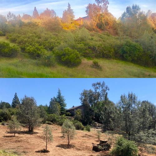 Before & After Forestry Mastication Truckee California 