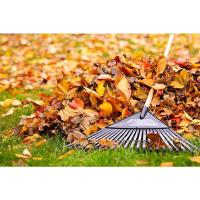 Cetral Point Leaf Pick up