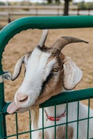 Refuge Ranch Mane Event Open House