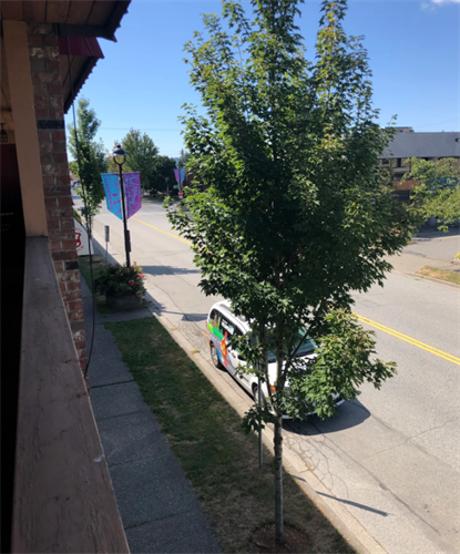 A view in Cloverdale from a balcony overlooking a peaceful street, where a vibrant, branded car is parked beneath the refreshing greenery of a young tree, highlighting the blend of nature and commerce in an urban setting.