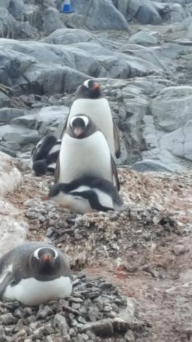 Antarctica Antarctica