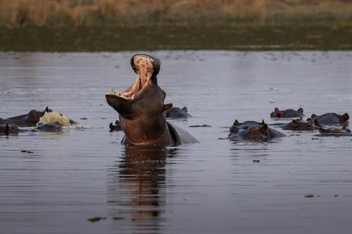 Okavango Delta Botswana Okavango Delta Botswana