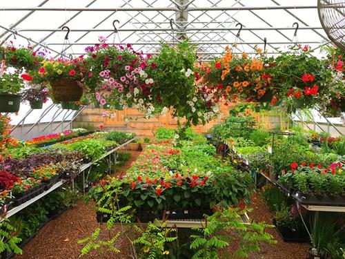 Great selection in our Nursery 