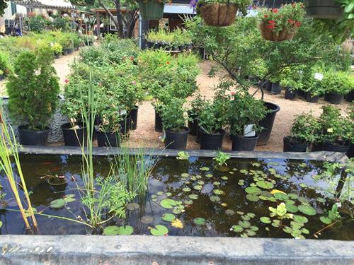 Water pond landscaping 