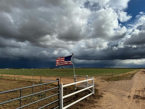 Gallery Image Ranches_and_Plains_of_Clovis._NM_-_photo_by_Katharine_Fly_of_Kingdom_Cattle.jpg