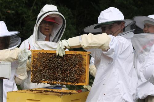Apiary on Campus