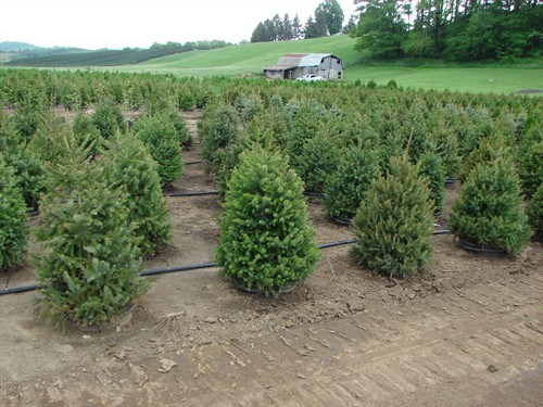 Drip irrigation on Christmas trees