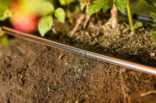 Drip tape irrigation in garden