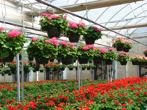 Hanging basket drip irrigation assemblies