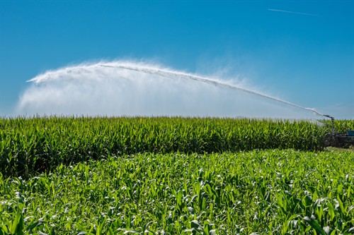 Nelson big gun sprinkler on corn