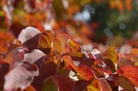 Ambler Arboretum Presents: Fall Foliage Hike