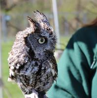 WVWA: All About Owls