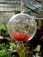 Ambler Arboretum Speaker Series: Build Your Own Terrarium — Make and Take