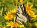 Ambler Arboretum Horticulture Speaker Series: Pollinators and Wildflowers — Observations from the Field: Tom Knezick