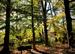 Ambler Arboretum Presents: : Bark Walk