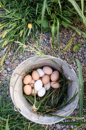 Gallery Image Farm_fresh_eggs_-_local.jpeg