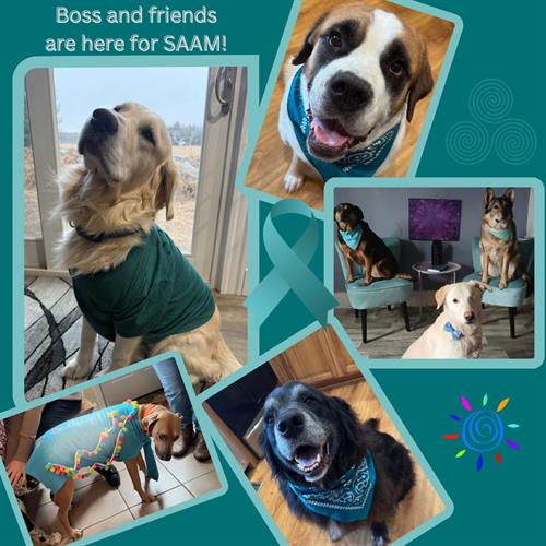 Gallery Image Dogs.jpg Gallery Image Dogs.jpg