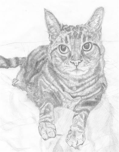 Robin's Pet portraits "Bubules"
