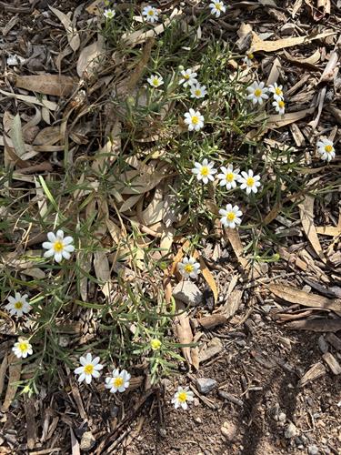 Gallery Image STHRC_Highland_Vista_Park_Garden.jpeg
