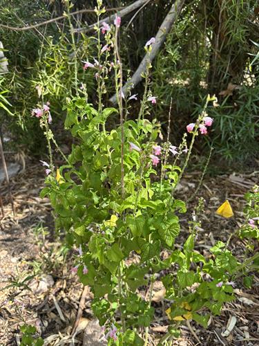 Gallery Image STHRC_Highland_Vista_Park_garden_plant_close.jpeg