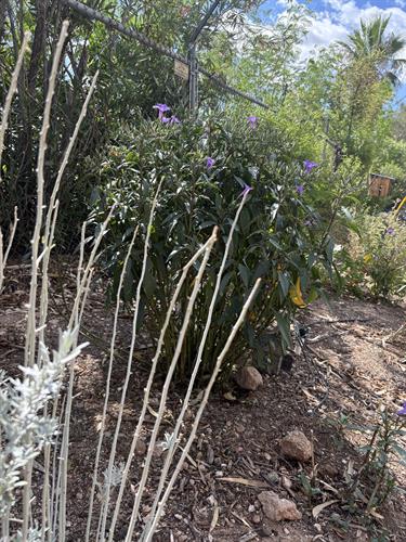 Gallery Image STHRC_Highland_Vista_Park_garden_plants_purple.jpeg