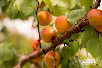 Apricots Ripening on the Tree