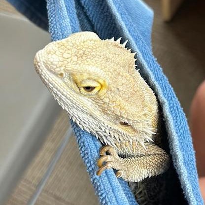 Gallery Image Bearded_Dragon.jpg
