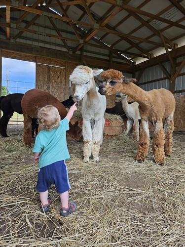 Farm tour visits, give you an up-close view of our beautiful alpacas.
