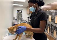 Animal Samaritans Expands Free Spay & Neuter Program to La Quinta Residents