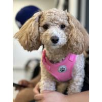 Animal Samaritans Expands Free Spay & Neuter Program to Unincorporated Coachella Valley Residents in August