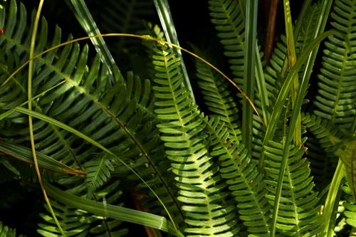 Be surrounded by lush ferns and diverse ecosystems