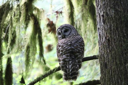 Learn about owls and other animals