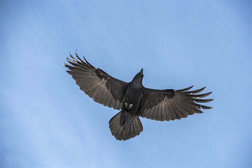 Gallery Image 52650579411_56f56c2d9d_o.jpg