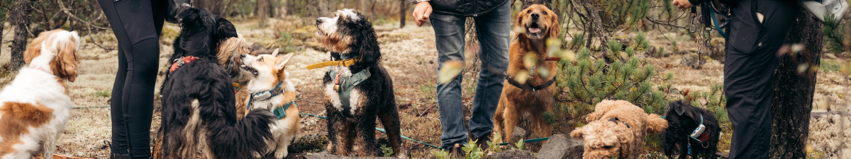 Doggy Tales Whistler