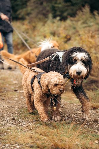 Gallery Image Bestie_Walk.jpg