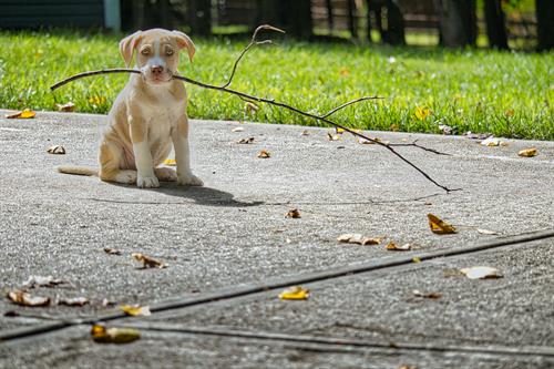 PJ found the biggest stick—and the biggest joy.