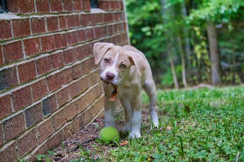 Nature’s prop, dog-approved.