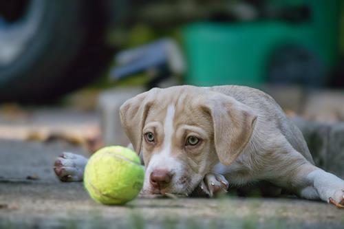 Locked in. No distractions. Pure puppy focus.