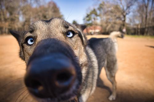 Smokey: photobomber, lens inspector, professional sniffer