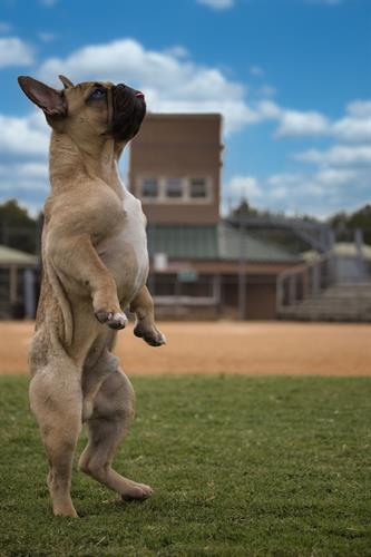 Strong stance. Tiny tongue. Maximum presence.