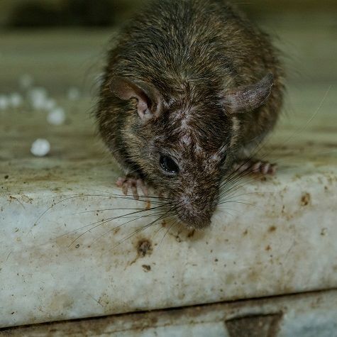 Rodent & Guano Droppings Rodent & Guano Droppings