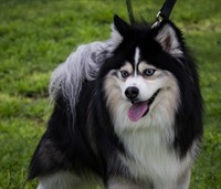 Rescue Pals Dog Adoption and Fundraiser