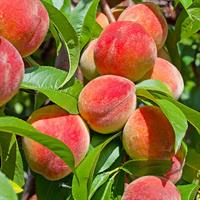5th Annual FH Peach Market