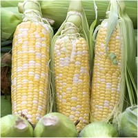 FH Sweet Corn Market