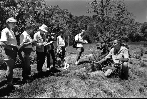 Herb walk at our herb farm in the Ozark mountains in Missouri